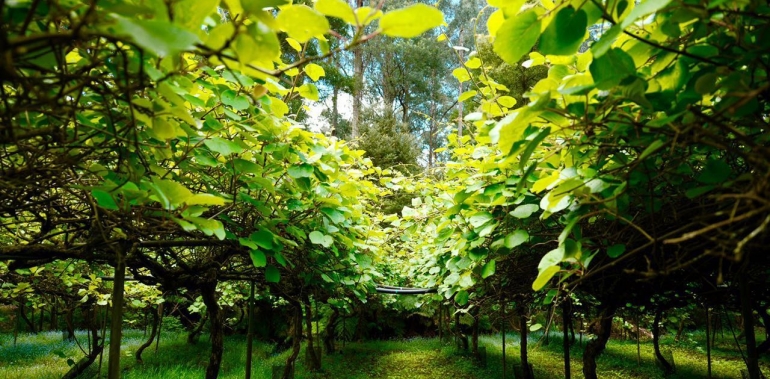 Giverny Estate — Kiwi Fruit Winery | 69 Cherrys Ln, Toolangi VIC 3777, Australia | Phone: 0452 486 328