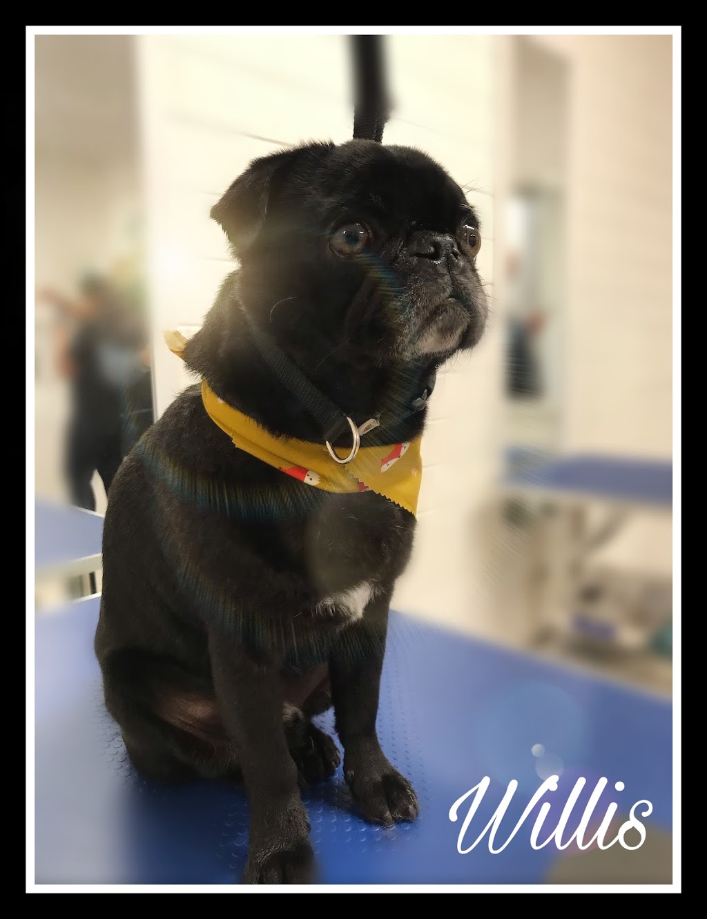 Platinum Dog Grooming | 60 Moreillon Boulevarde, Bannockburn VIC 3331, Australia | Phone: 0466 058 598