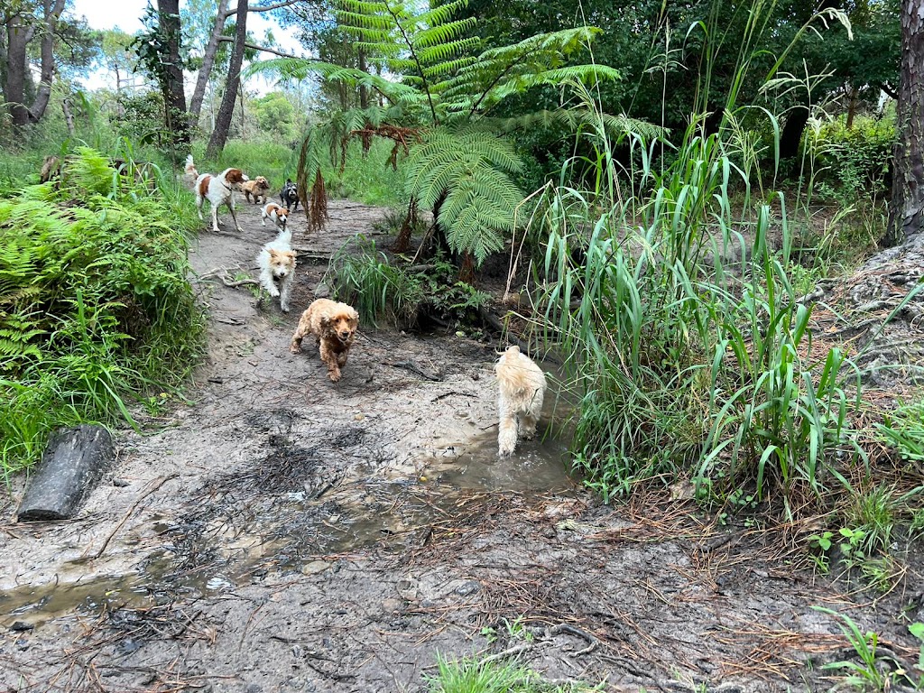 Doggie Walkies Sydney Kingsford | 54A Leonard Ave, Kingsford NSW 2032, Australia | Phone: 0456 431 982