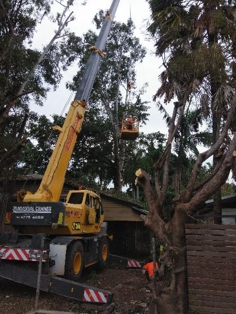 The Tree Men | 138 Texas Rd, Jensen QLD 4818, Australia | Phone: 0419 029 234