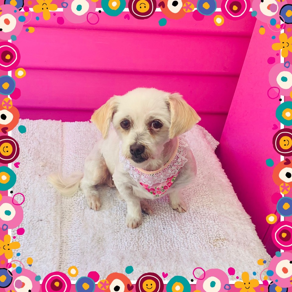 K-9heaven Pooch Pampering | 20 Dawson St, Bairnsdale VIC 3875, Australia | Phone: 0432 563 400