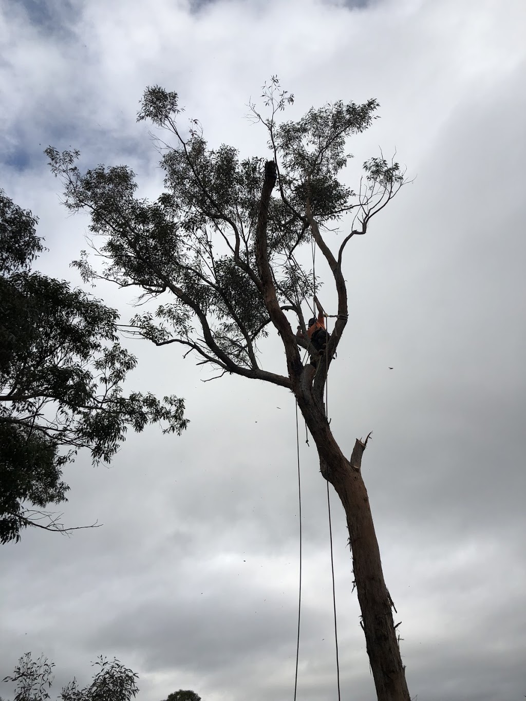 ASG Tree Services | 16-24 Tickner St, Castlereagh NSW 2749, Australia | Phone: 0415 583 100