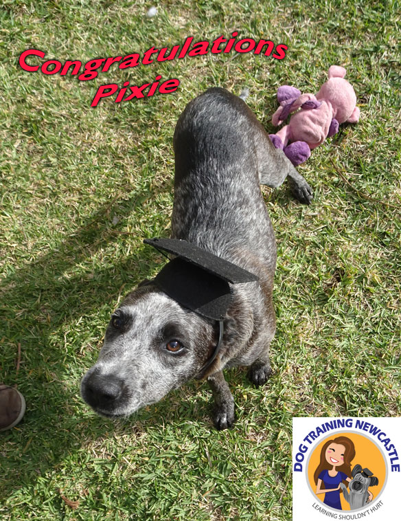 Dog Training Newcastle | school | 150 Rae Cres, Kotara NSW 2289, Australia