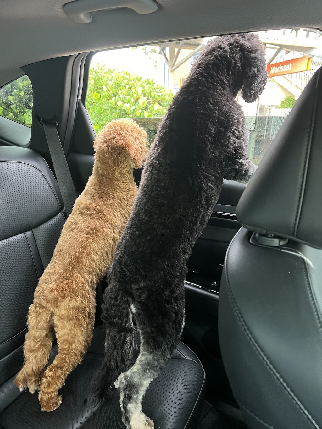 Robin Oliver Pet Dog Training | 27 McCullough St, Cooranbong NSW 2265, Australia | Phone: 0407 253 181
