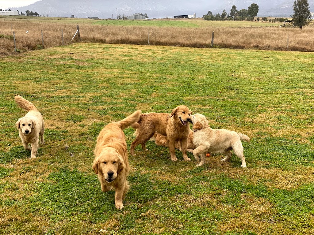 Kiteroa Golden Retrievers |  | 316 Spring Terrace Rd, Spring Terrace NSW 2798, Australia | 0434524900 OR +61 434 524 900