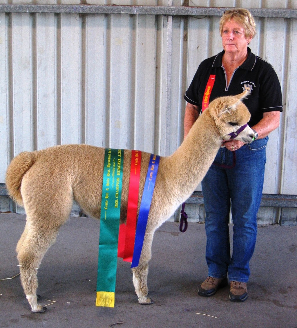 Mandala Alpacas | food | Kandara, 120 Windles Ln, Rylstone NSW 2849, Australia | 0410577667 OR +61 410 577 667