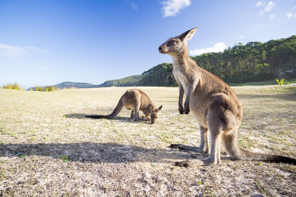 Shoalhaven Visitor Centre | travel agency | 42 Bridge Rd, Nowra NSW 2541, Australia | 0244210778 OR +61 2 4421 0778