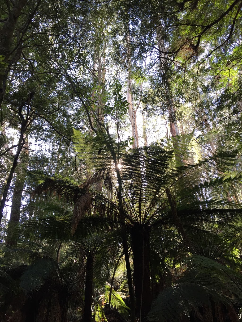 Myrtle Gully Walk | Quarry Rd, Toolangi VIC 3777, Australia