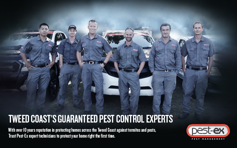 Pest-Ex Pest Control Tweed Heads | Byron Bay | Ballina | home goods store | 521 Terranora Rd, Terranora NSW 2486, Australia | 1300737839 OR +61 1300 737 839