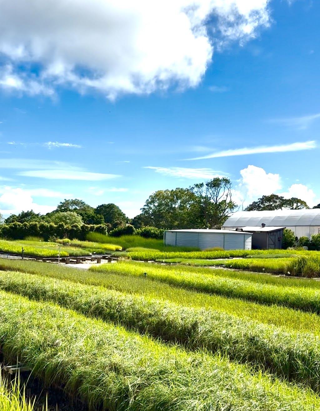 Pacific Nurseries | 160 Tandys Ln, Brunswick Heads NSW 2483, Australia | Phone: 0477 601 696