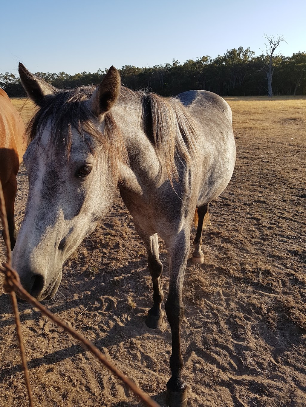 Whinbury Hill Horse Camp | campground | Paraparap VIC 3240, Australia