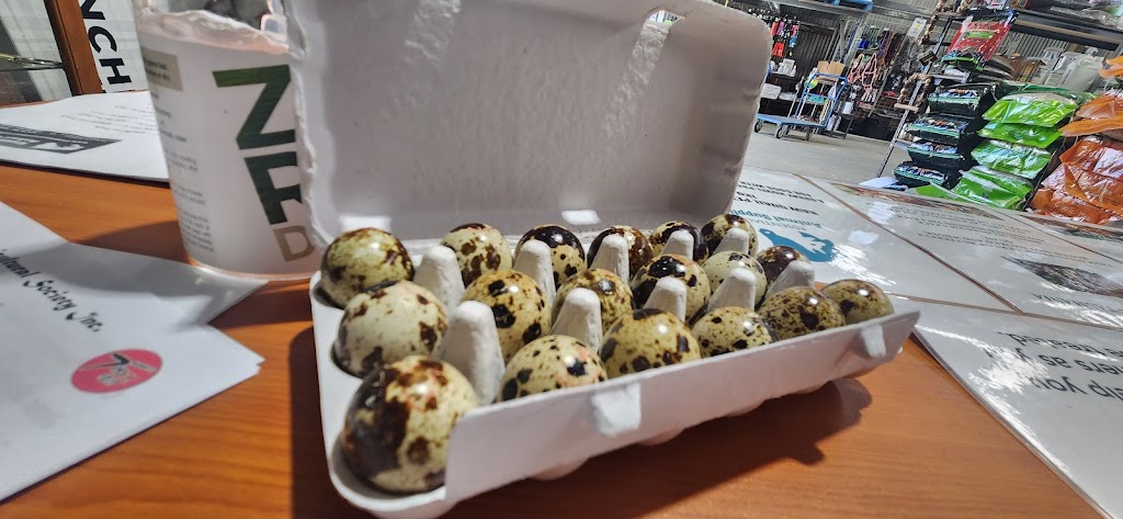 Rannoch Quail | 119 Reeve St, Campania TAS 7026, Australia | Phone: 0484 002 519