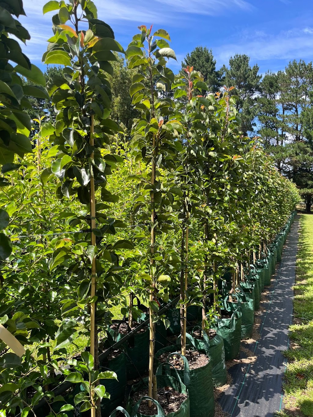 Winwood Advanced Trees | Winwood Advanced Trees, Gordon VIC 3345, Australia | Phone: 0423 336 379