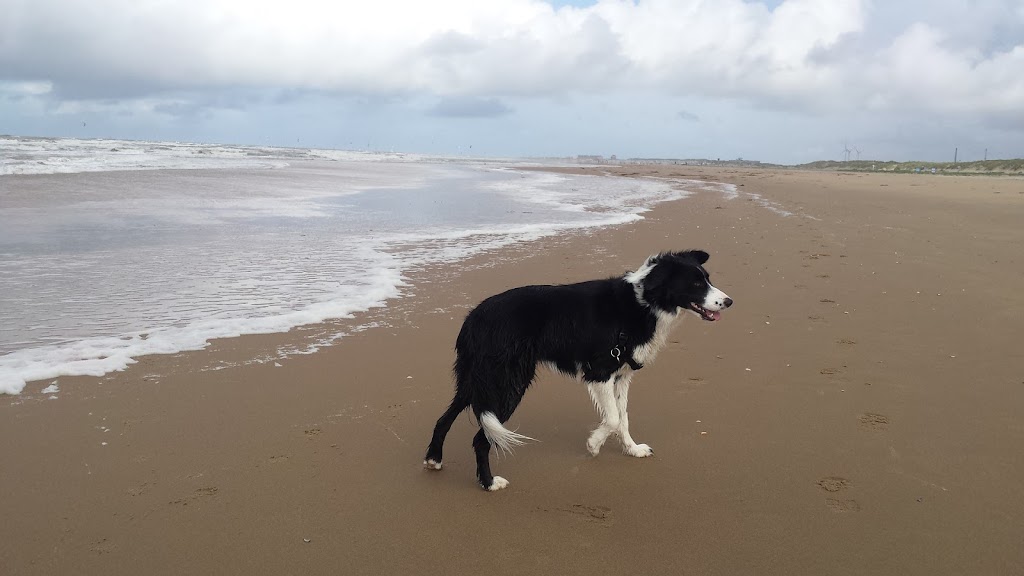 Joyful Paws Dog Walking | Unit 4/10 Diamond Bay Rd, Vaucluse NSW 2030, Australia | Phone: 0413 462 414