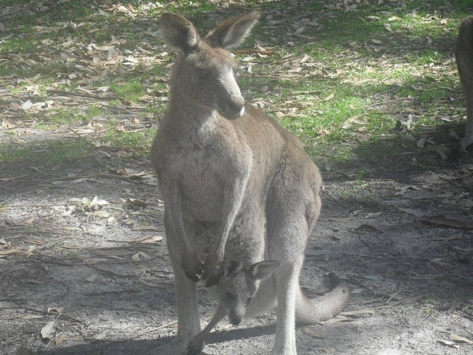 Nelsons Beach Lodge, Holiday House | lodging | 404 Elizabeth Dr, Vincentia NSW 2540, Australia | 0244416857 OR +61 2 4441 6857