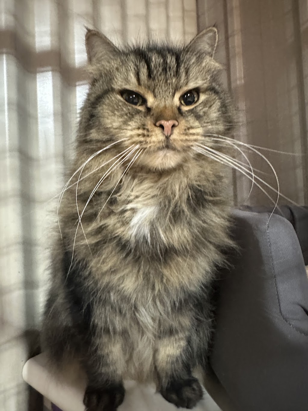 Crazy Cats Cattery | 555 Schoolhouse Ln, Tallarook VIC 3659, Australia | Phone: 0481 005 509