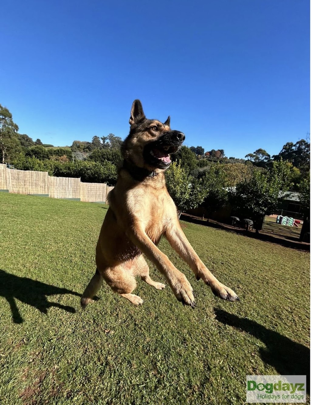 Dogdayz Dog Boarding - Lysterfield | 32 Powells Rd, Lysterfield VIC 3156, Australia | Phone: (03) 9752 7273