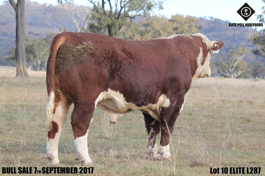 Elite Poll Herefords | food | Eulalia, Waverley Rd, Gundy NSW 2337, Australia | 0265458135 OR +61 2 6545 8135