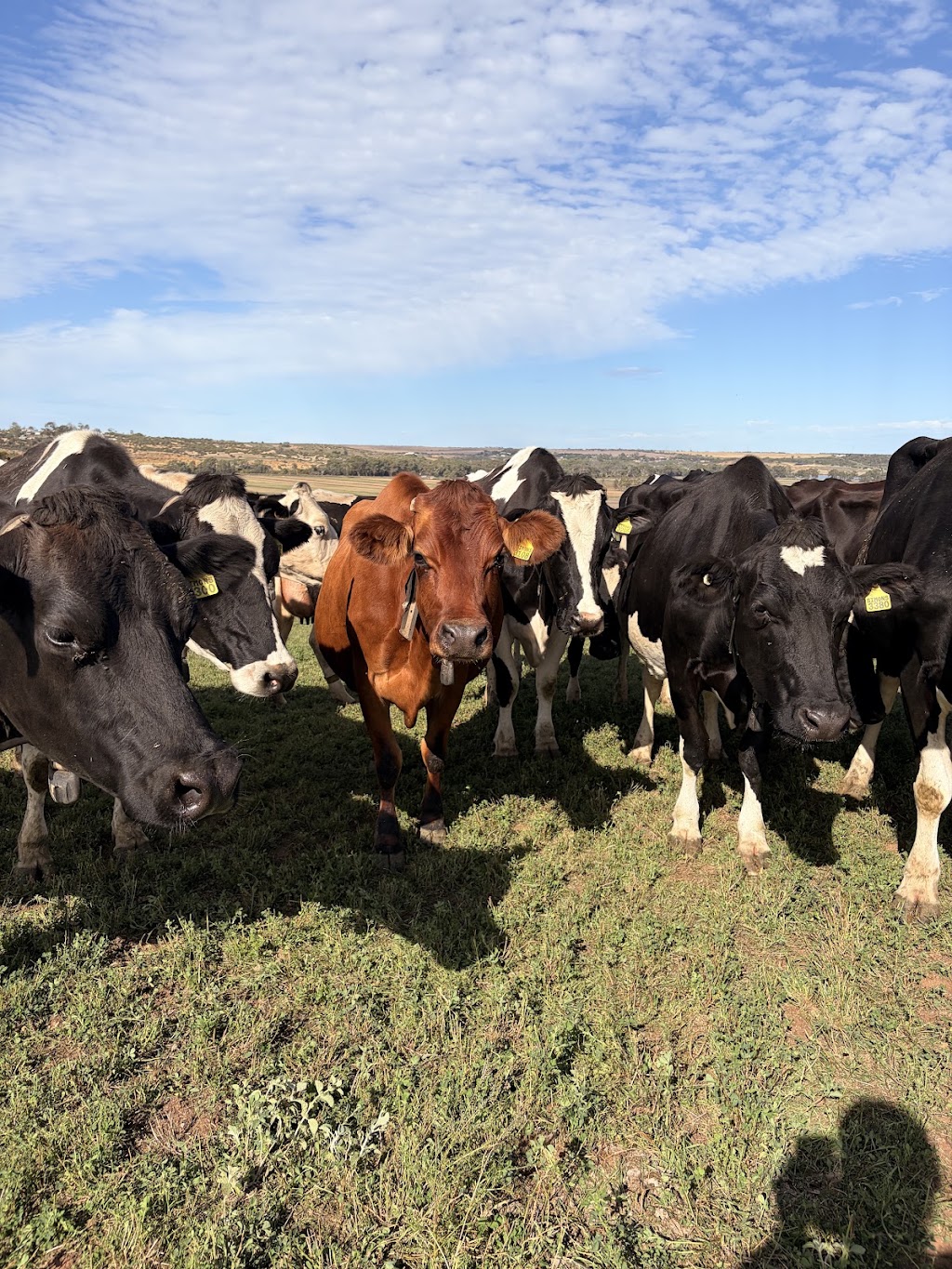 Dairy Adventures | 395 Belvedere Rd, Mannum SA 5238, Australia | Phone: 0499 007 672