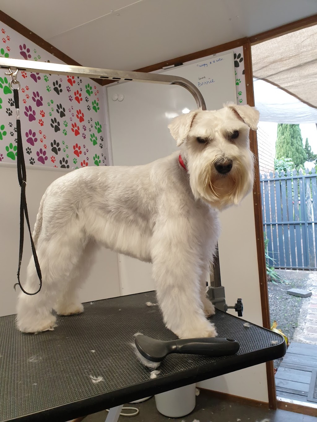 Toes N Paws Dog Grooming Service | point of interest | 9 Nowell Ct, Roxburgh Park VIC 3064, Australia | 0422115658 OR +61 422 115 658