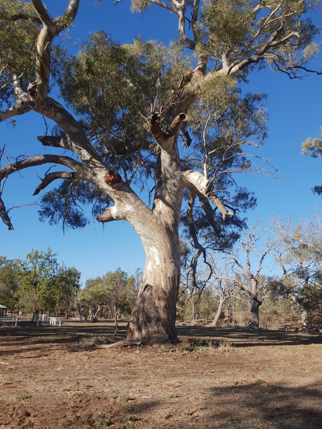 Wilpena Pound Visitor Centre | travel agency | Flinders Ranges SA 5434, Australia | 0886480048 OR +61 8 8648 0048