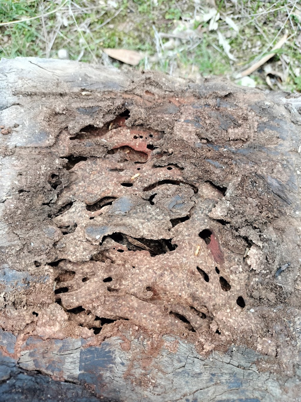 Clarkson Pest Control | Jane Rd, Yarrawonga VIC 3730, Australia | Phone: 0403 194 412