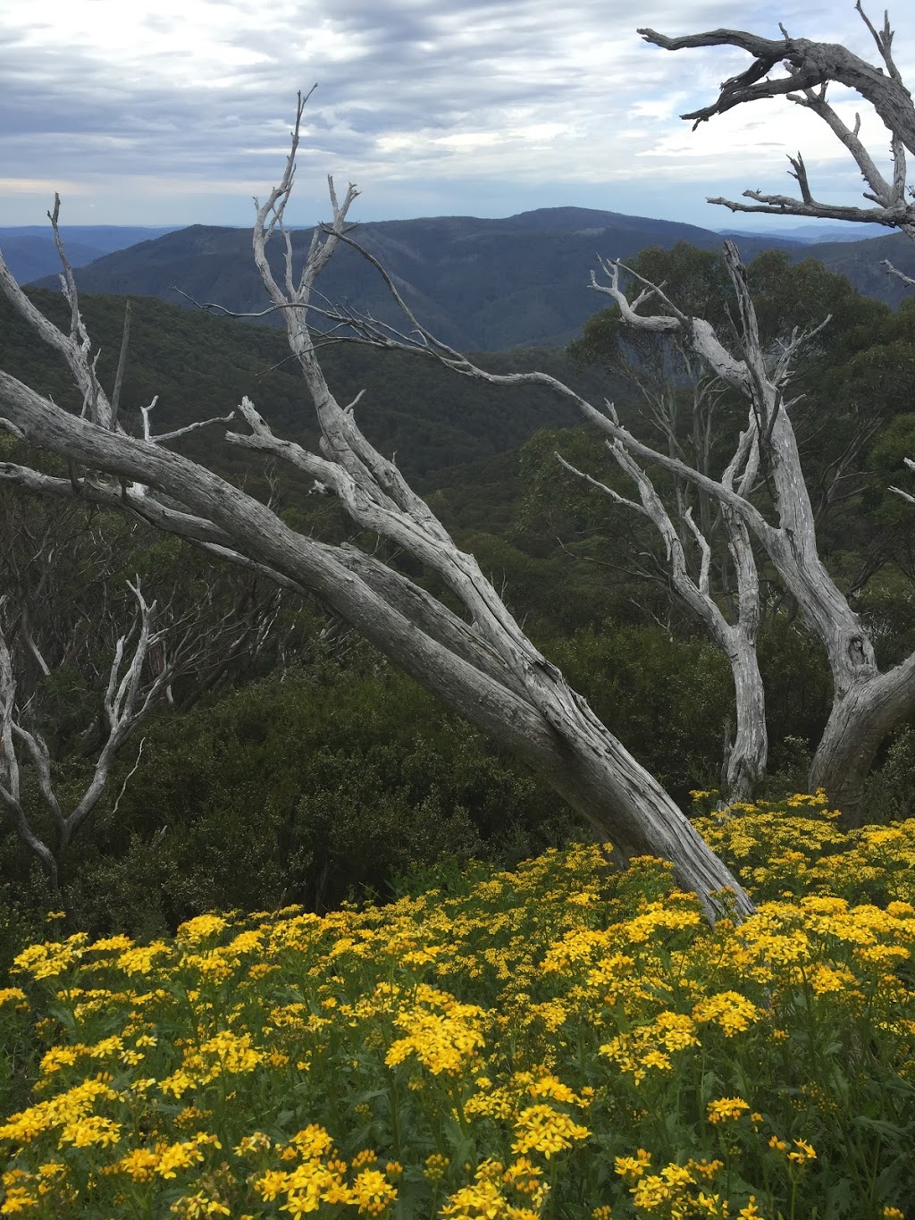 Victorian Alps Nursery - Mount Hotham Resort Management | 5338 Great Alpine Rd, Bright VIC 3741, Australia | Phone: 0408 151 130