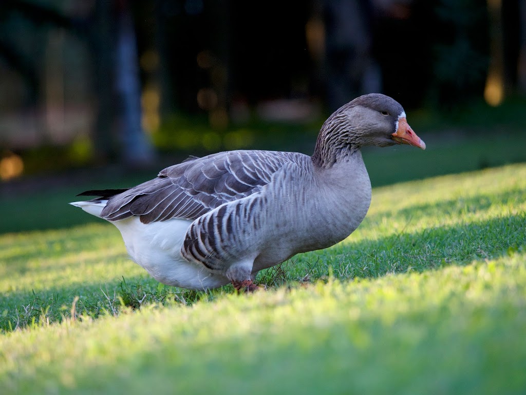 Murray Lagoon Viewing Platoon | park | Ann St, West Rockhampton QLD 4700, Australia