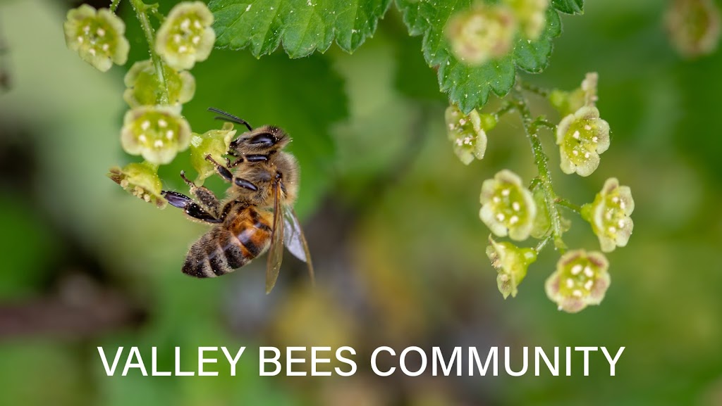 Valley Bees Gympie Region | Site 2/5 Groves Rd, Araluen QLD 4570, Australia | Phone: 0407 652 755