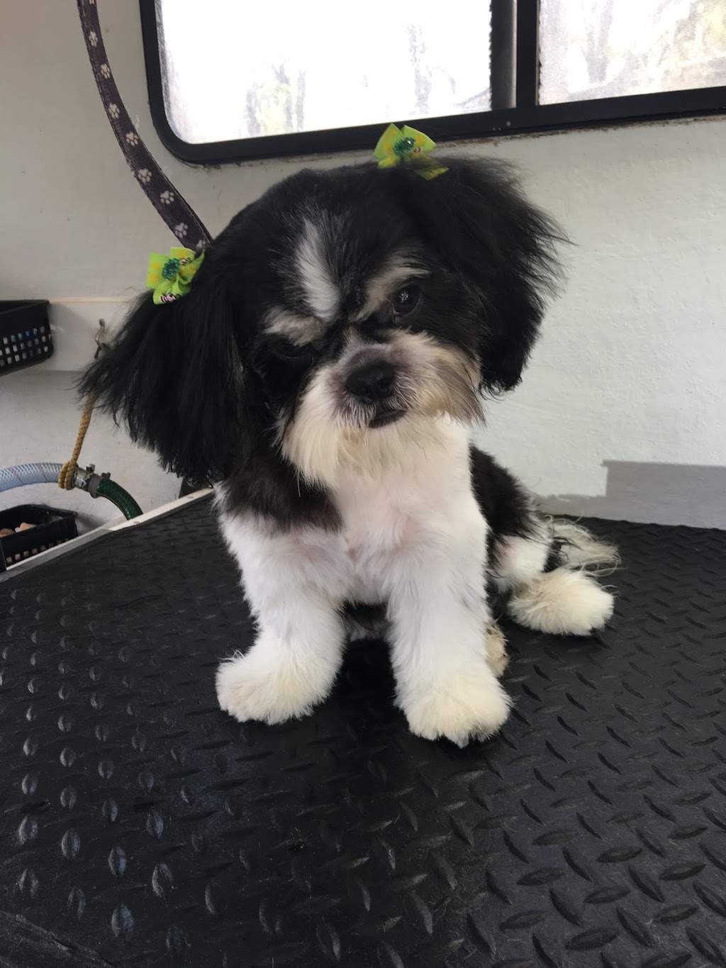 Pooch Parlour Mobile Dog Groomer Agnes Water & Surrounds | 33 Allingham Way, Agnes Water QLD 4677, Australia | Phone: 0400 069 726