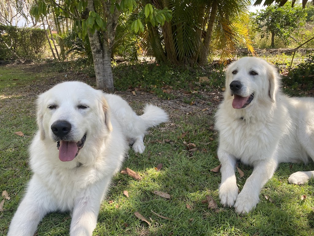 Wags Mobile Vet | Road, Cashmere QLD 4500, Australia | Phone: 0416 929 461