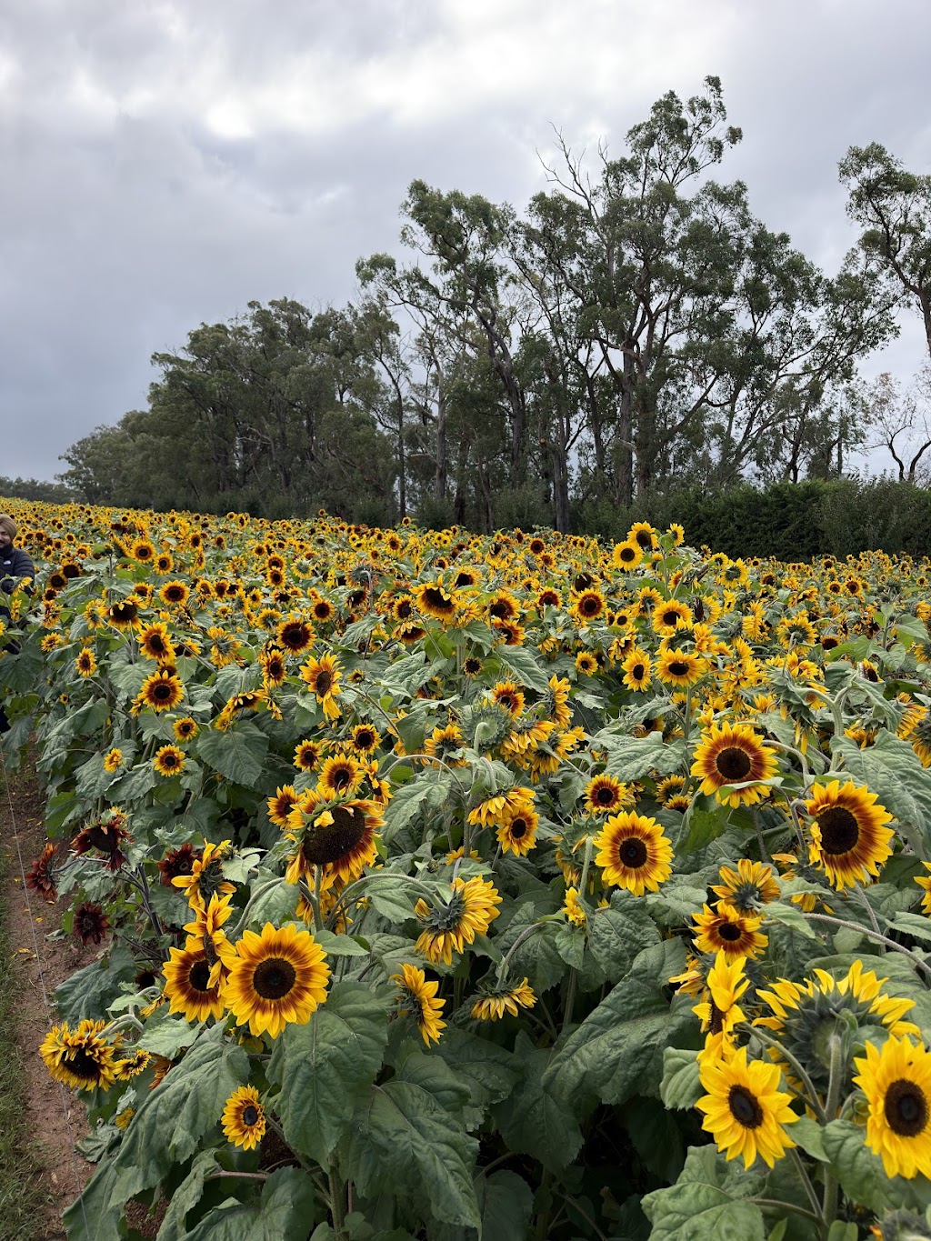Tesselaar Kabloom Festival | 357 Monbulk Rd, Silvan VIC 3795, Australia | Phone: (03) 9737 7722