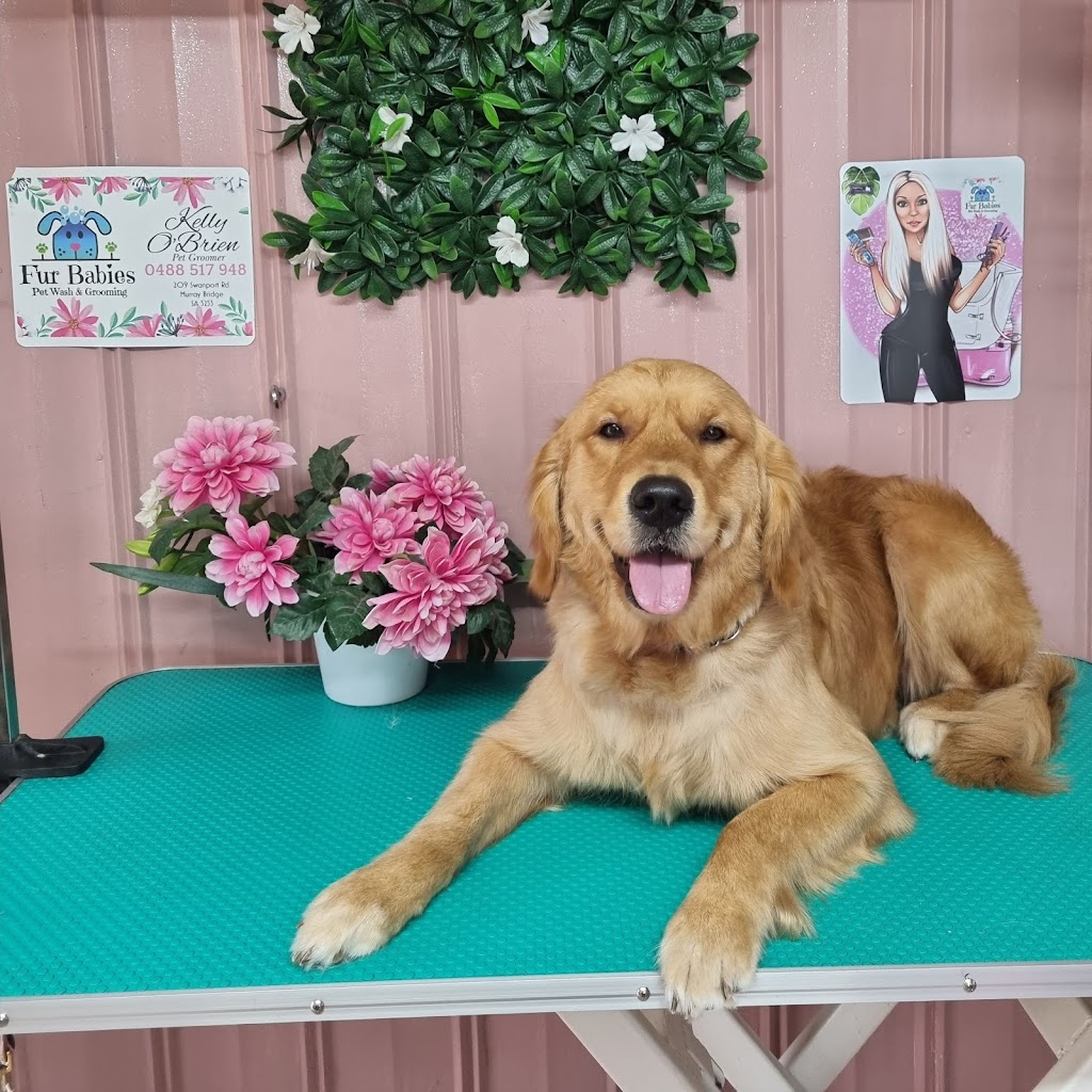 Furr Babies Pet Wash & Grooming | 209 Swanport Rd, Murray Bridge SA 5253, Australia | Phone: 0423 700 723