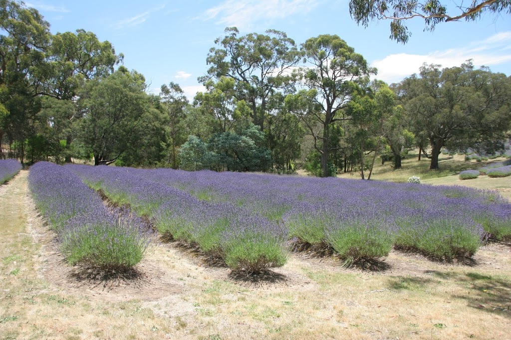 Yuulong Lavender Estate | 58 Sharrocks Rd, Mount Egerton VIC 3352, Australia | Phone: (03) 5368 9453