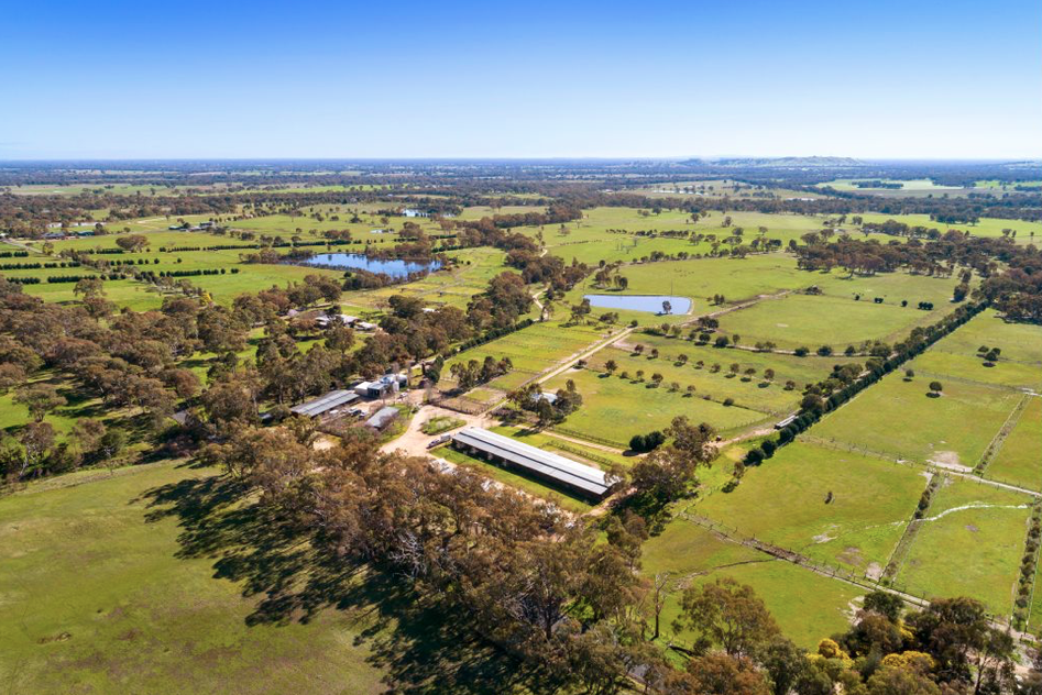 Longwood Thoroughbred Farm | 197 Longwood-Ruffy Rd, Longwood East VIC 3666, Australia | Phone: (0419) 296523