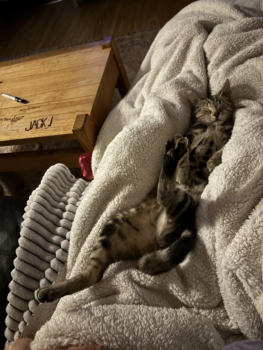 Purrfect Paws Cattery Maffra | 368 Falls Ln, Maffra VIC 3860, Australia | Phone: 0400 554 592