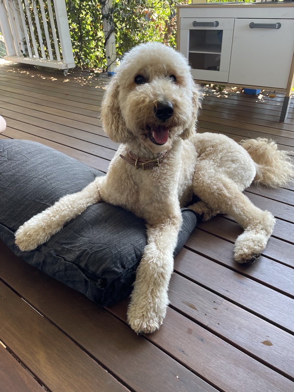 Awesome Pawsome - Mobile Pet Grooming & Wash | 20 Grant St, Hendra QLD 4011, Australia | Phone: 0407 244 515