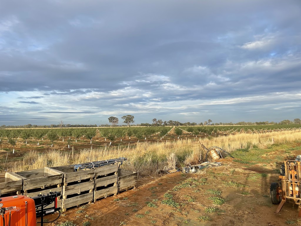 Tatura Farms | 1660 Pogue Rd, Tatura VIC 3616, Australia | Phone: 0490 078 930 Tatura Farms | 1660 Pogue Rd, Tatura VIC 3616, Australia | Phone: 0490 078 930