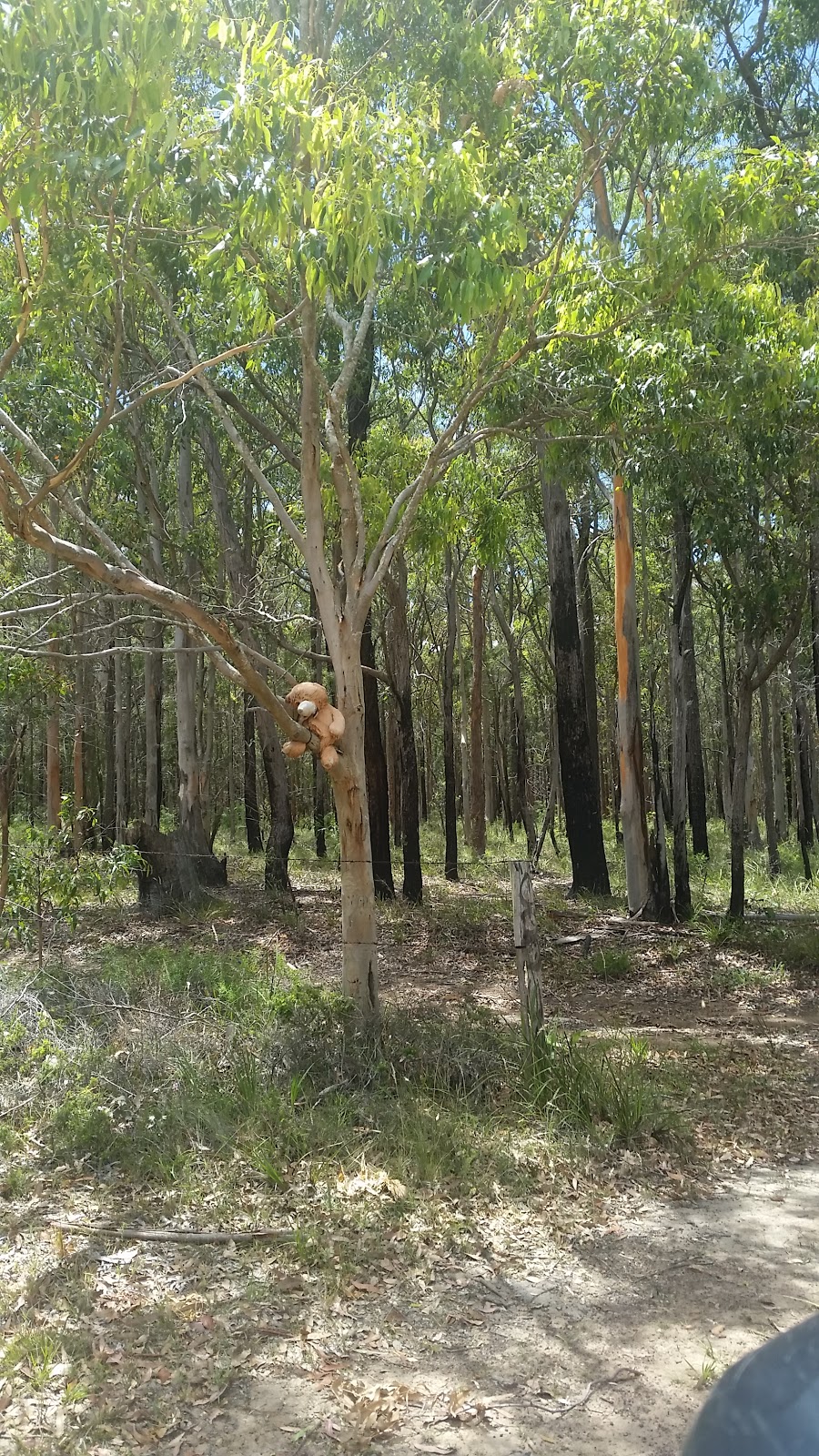 Medowie State Conservation Area | park | Ferodale NSW 2318, Australia