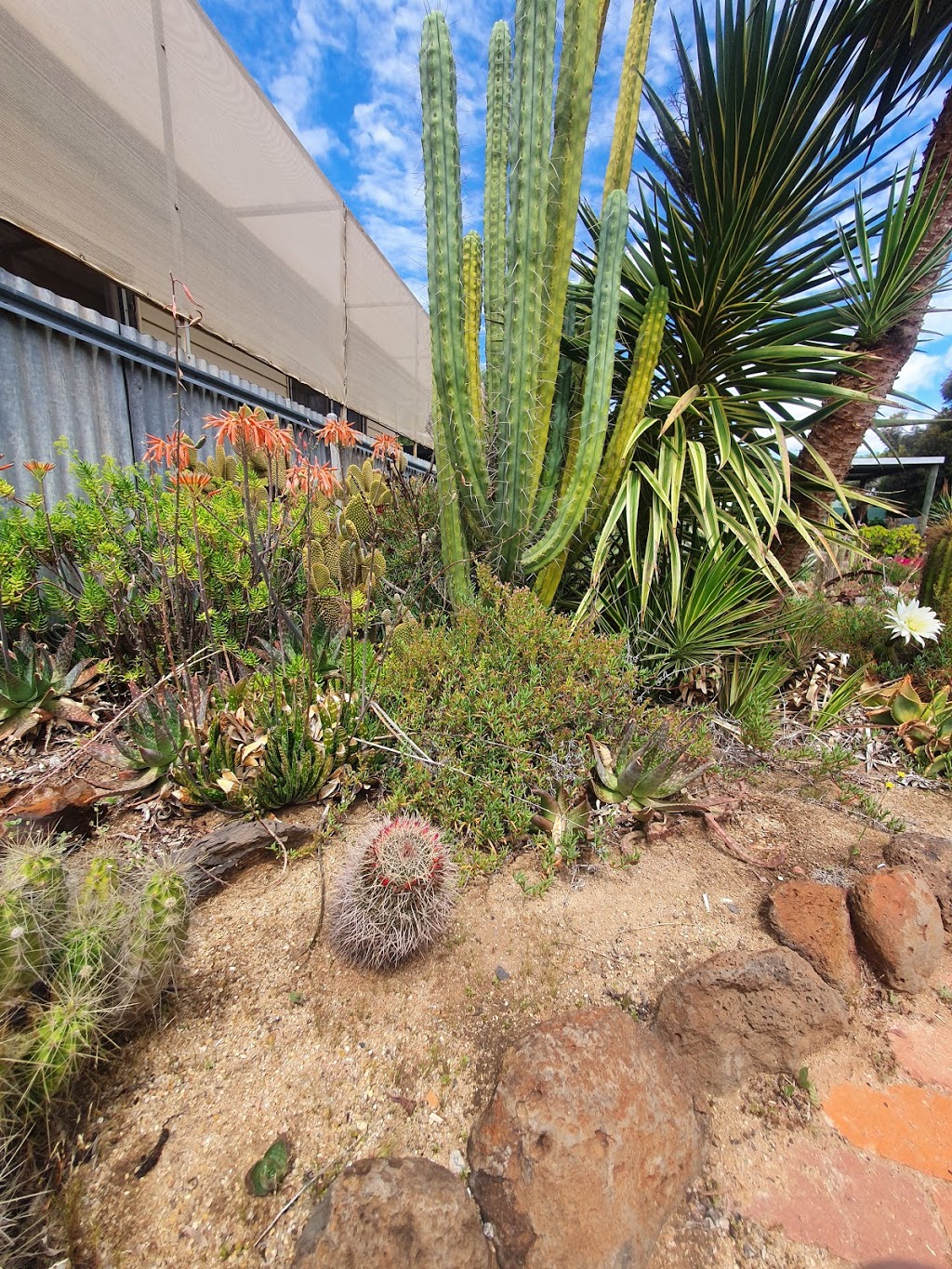 Kaktus Kazza Nursery | 50 Hannon St, Sea Lake VIC 3533, Australia | Phone: 0427 702 273