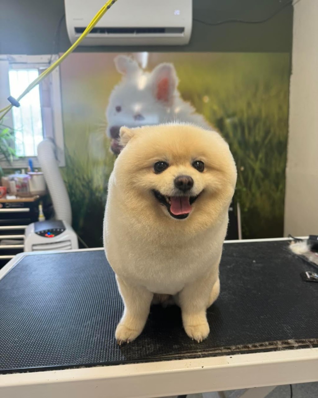 Healing Hounds Pet Grooming | 3945 Mackay Eungella Rd, Gargett QLD 4741, Australia | Phone: 0419 751 131