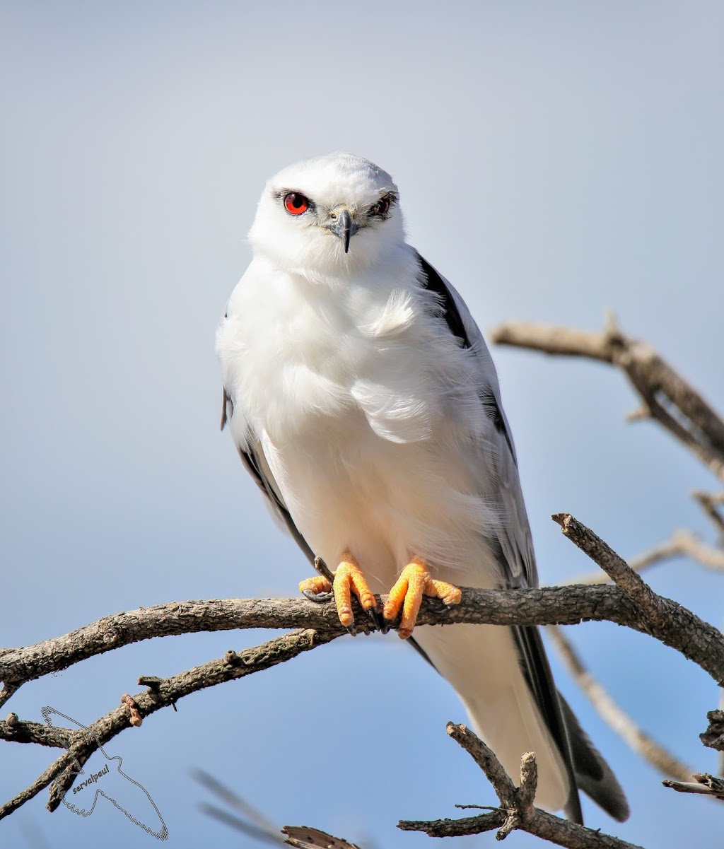 Austin Road Bird Hide | park | Point Wilson VIC 3212, Australia | 0393252525 OR +61 3 9325 2525