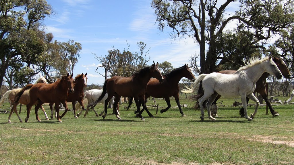 Harlow Park Horse Riding | 318 Gostwyck Rd, Uralla NSW 2358, Australia | Phone: (02) 6778 4631