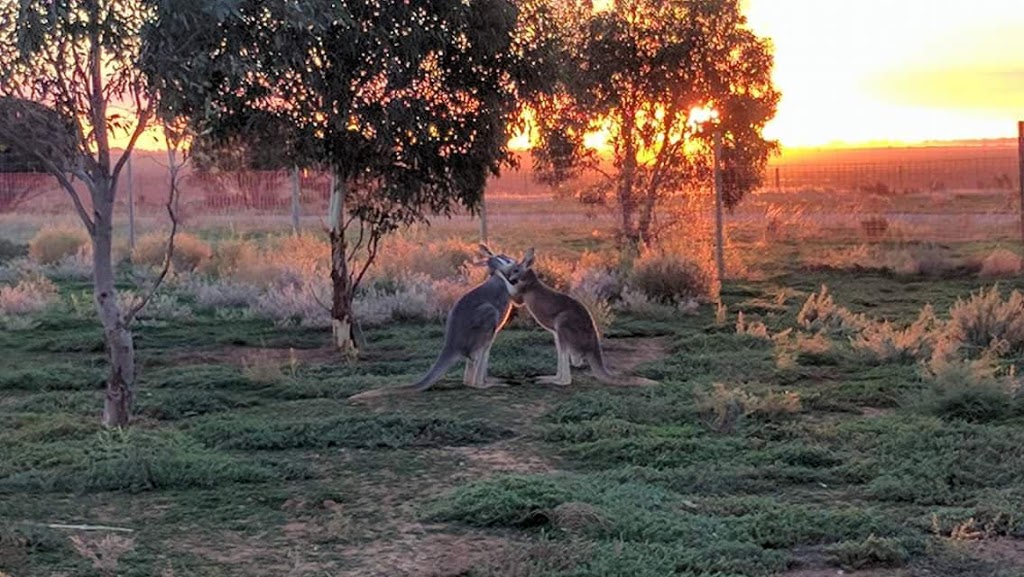 Gumbys Kangaroo and Wildlife Sanctuary | park | 197 Duffield Rd, Wandearah East SA 5523, Australia | 0434374484 OR +61 434 374 484