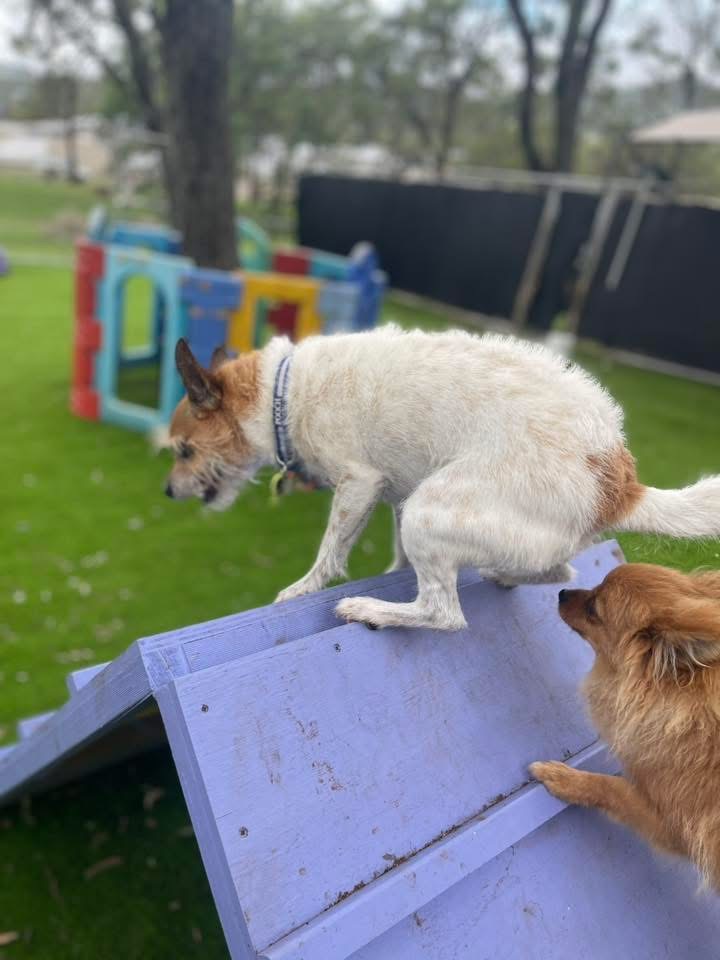 Pawfect Paws | Showgrounds, Glenvale Rd, Glenvale QLD 4350, Australia | Phone: 0431 851 501