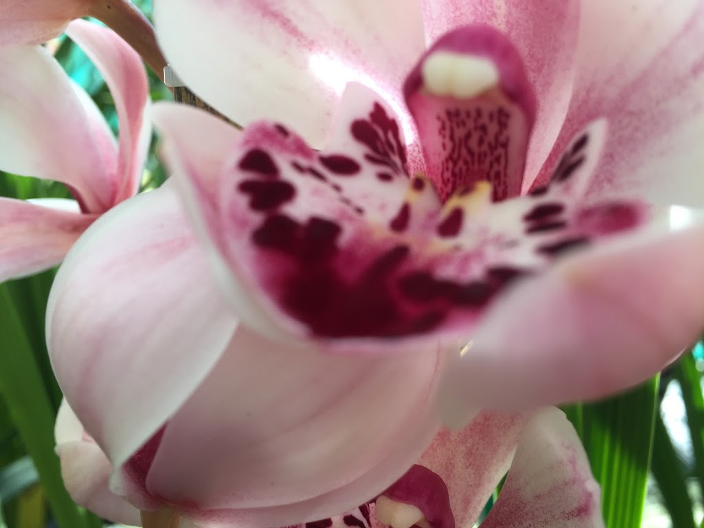 Tinonee Orchid Nursery |  | 768 Tinonee Rd, Mondrook NSW 2430, Australia | 0265531012 OR +61 2 6553 1012