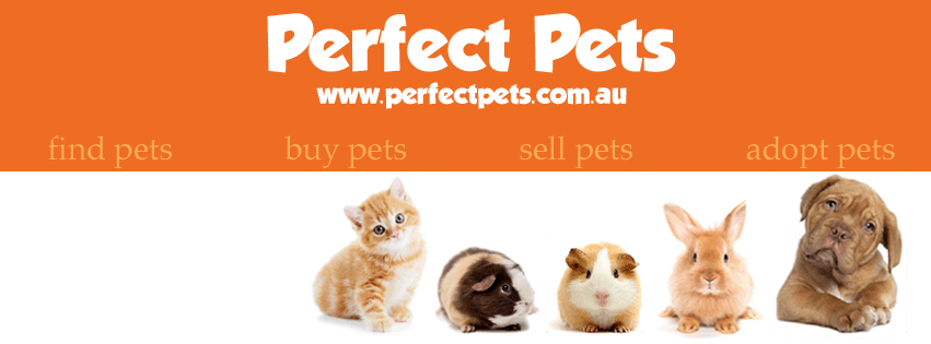 Perfect Pets | veterinary care | Chifley, Canberra ACT 2606, Australia
