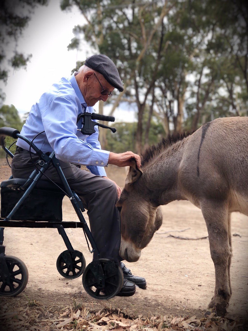 Donkey Tales Farm Cottages | Maryborough, 30 Leeway Ln, Daisy Hill VIC 3465, Australia | Phone: (03) 5461 3782