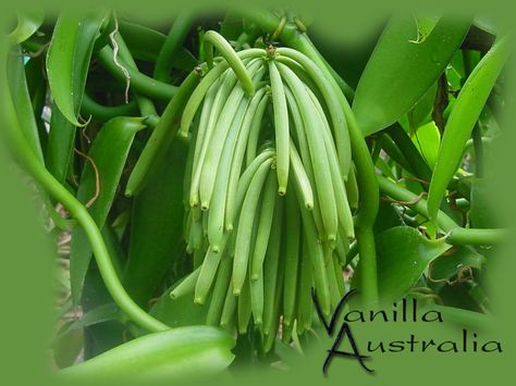 Vanilla Australia | State Route 44, Port Douglas QLD 4877, Australia | Phone: 0438 764 103