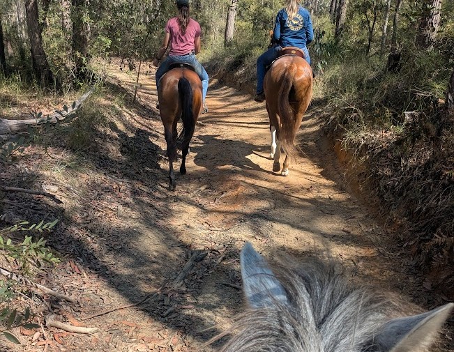 Mountain View Equestrian Centre | 475 Raaen Rd, Bracalba QLD 4512, Australia | Phone: 0468 585 529